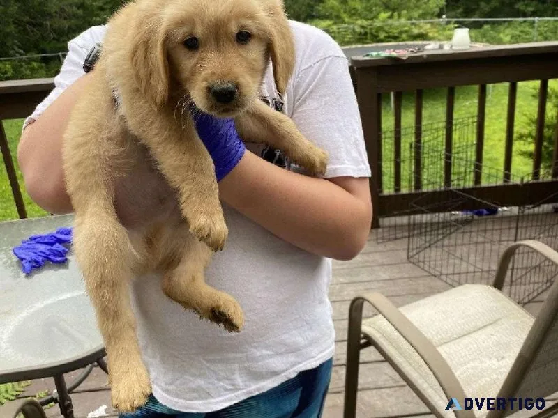 Adorable healthy Golden Retriever