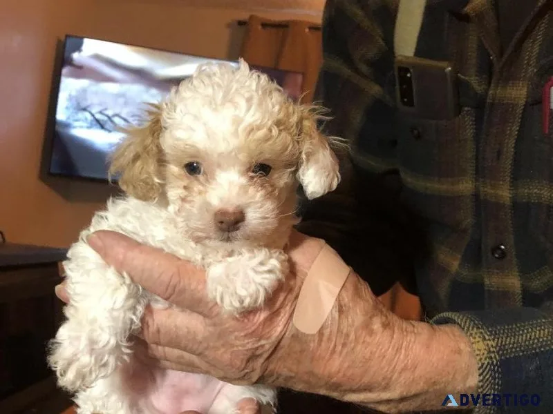 Tiny Toy Poodles