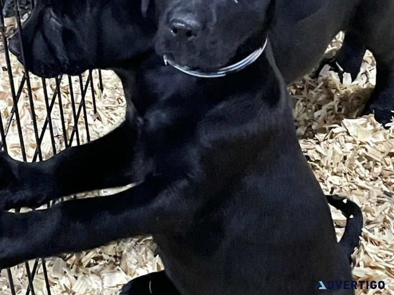 Beautiful Labrador retriever pups