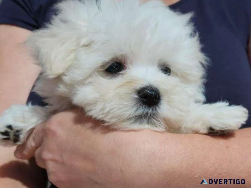 dbh Gorgeous Maltese puppies