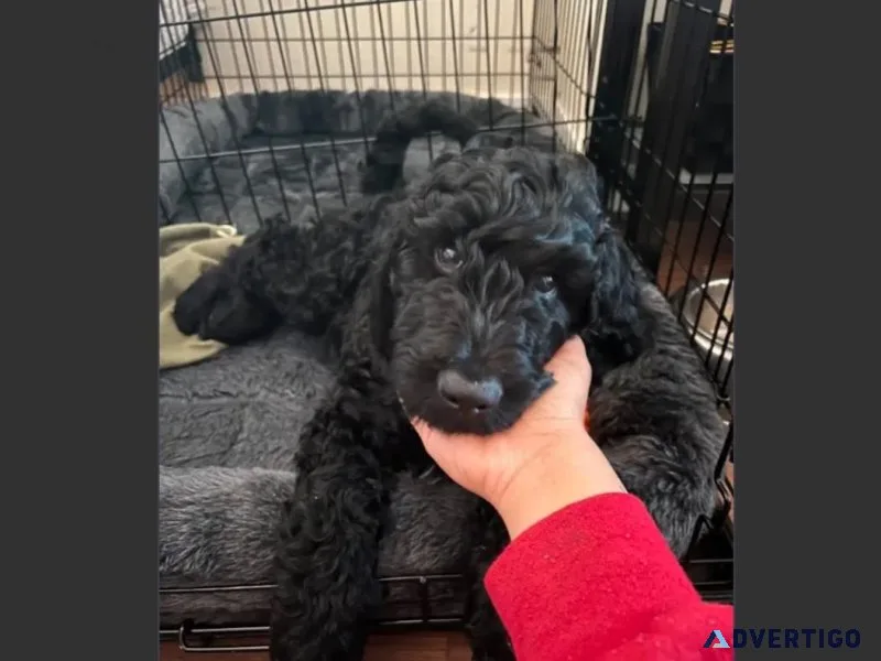 4.5 months old Black Male Bernedoodle Puppy For Adoption