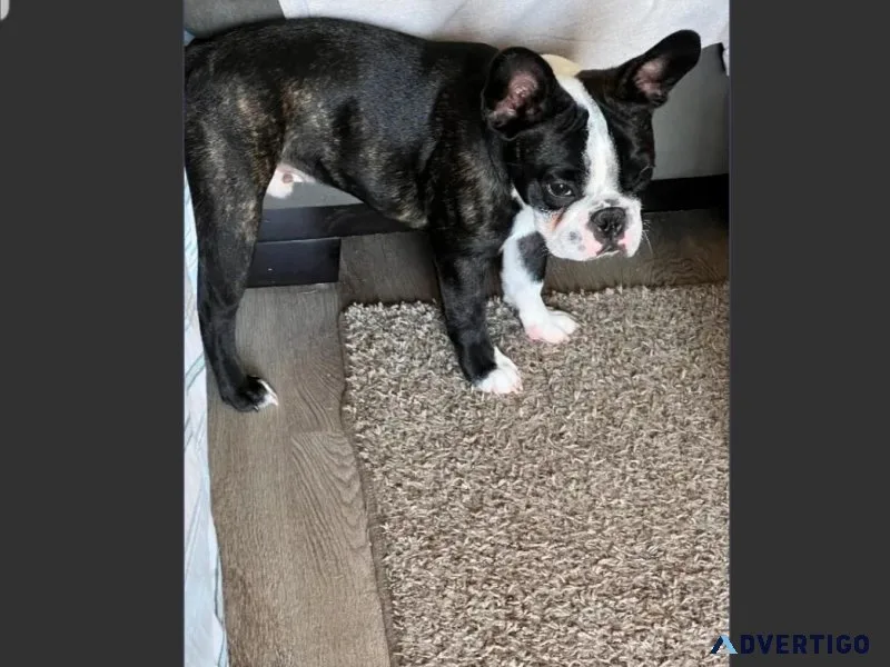 7 Months Old Male French Bulldog Pup For Adoption