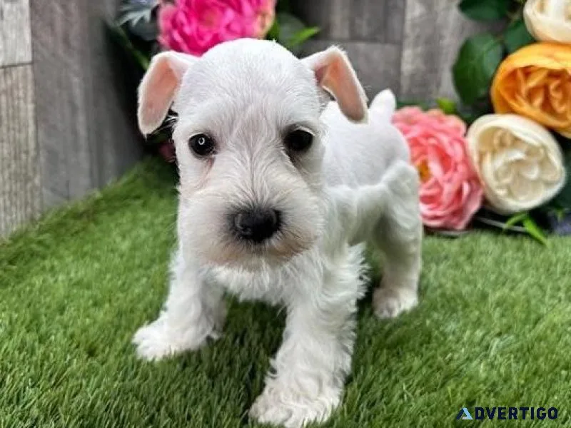 AKC reg. Miniature Schnauzer puppies 3 boys and 2 girls