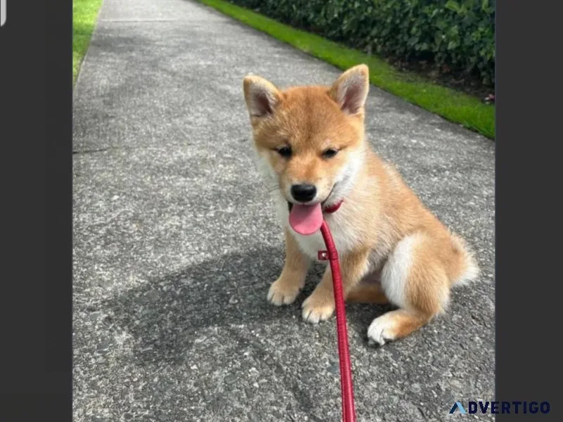 Mame Male Shiba Inu Puppy For Adoption