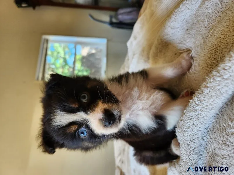 Australian Shepherd puppies