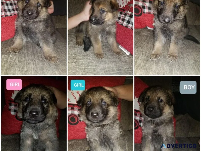 German Shepherd Puppies