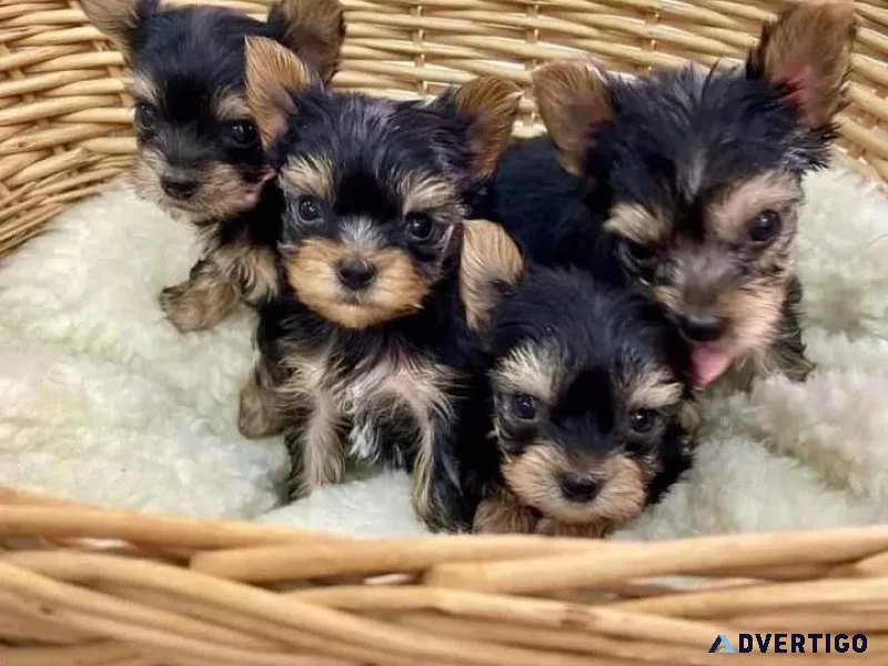 Lovely AKC Yorkshire Terrier Puppies