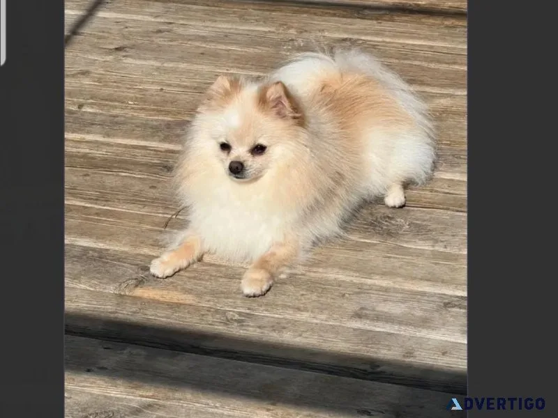 Female Pomeranian Puppy For Adoption