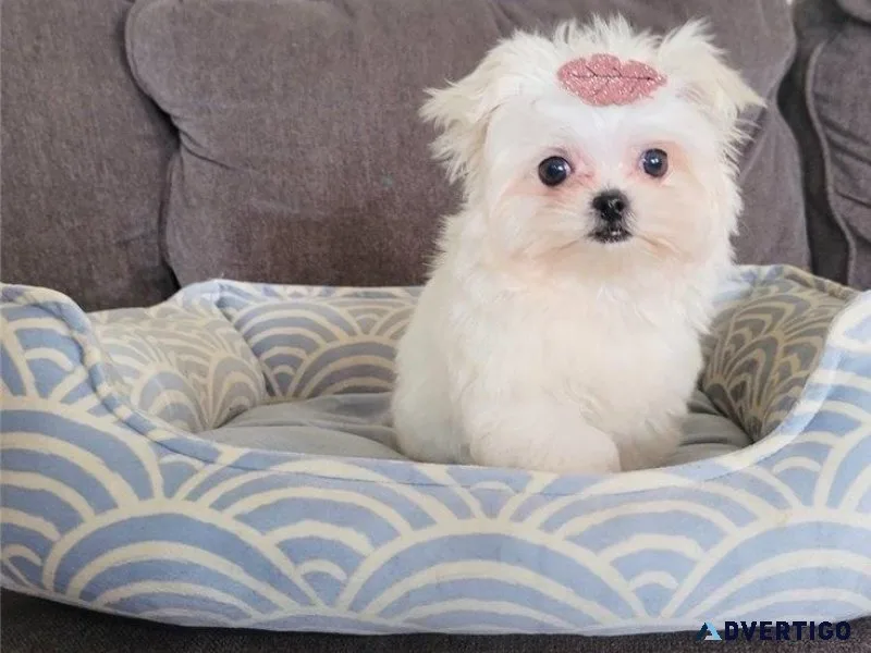 AKC reg. Maltese Puppies for sale.