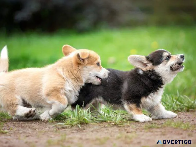 AKC reg. Corgi Puppies for sale.