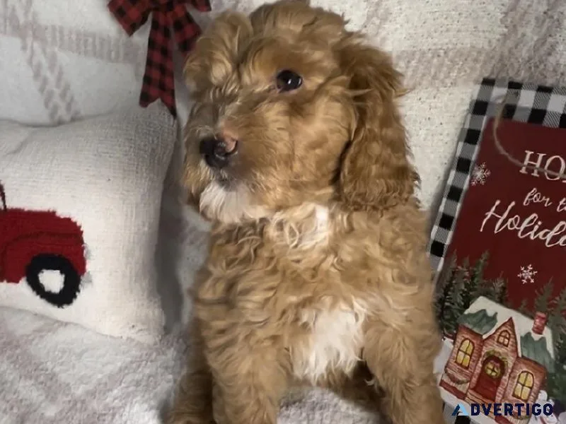 Mini Bernedoodle Puppies