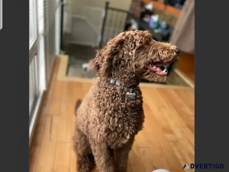 Male Chocolate Standard Poodle Puppy For Adoption