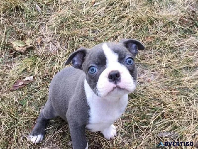 BOSTON TERRIER PUPPY FOR SALE