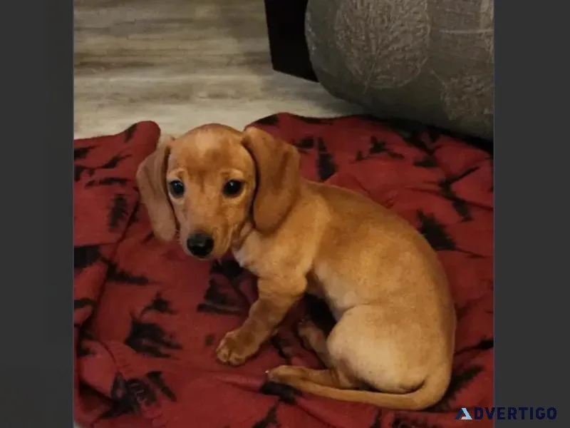 Female Miniature Dachshund Puppy For Adoption