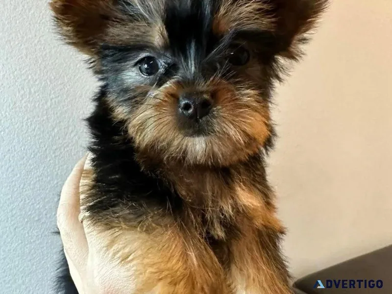 Teacup Yorkie pups Ready