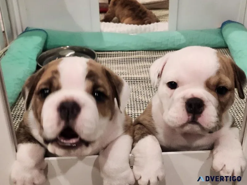 English Bullgogs puppies Registered