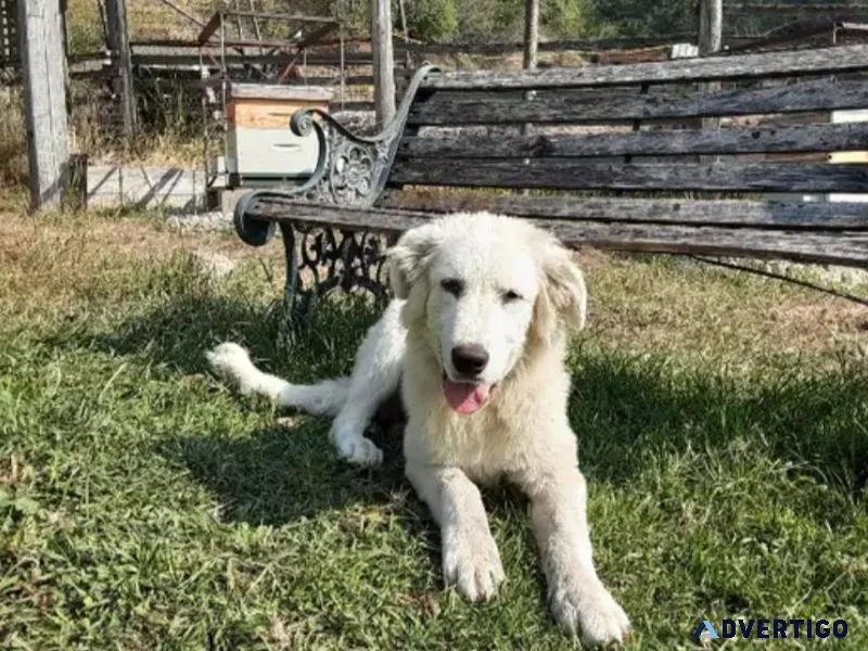 5 Months Old Female Great Pyrenees Pup For Adoption
