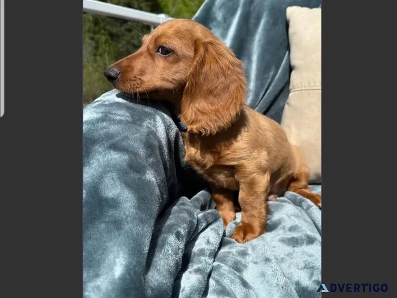 Beautiful Male Mini Dachshund Puppy For Adoption