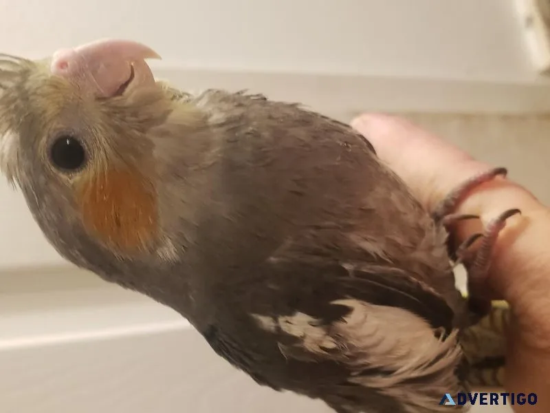 Bby cockatiels