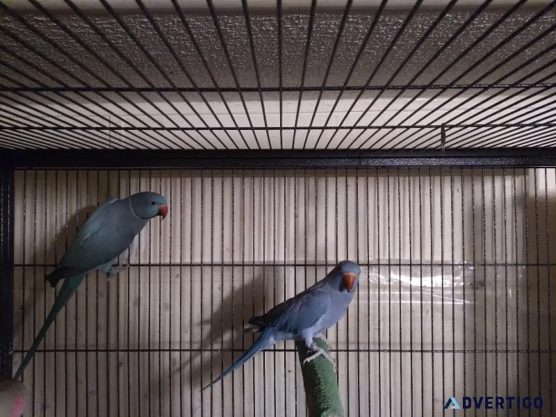 Indian Ringneck Proven Pair