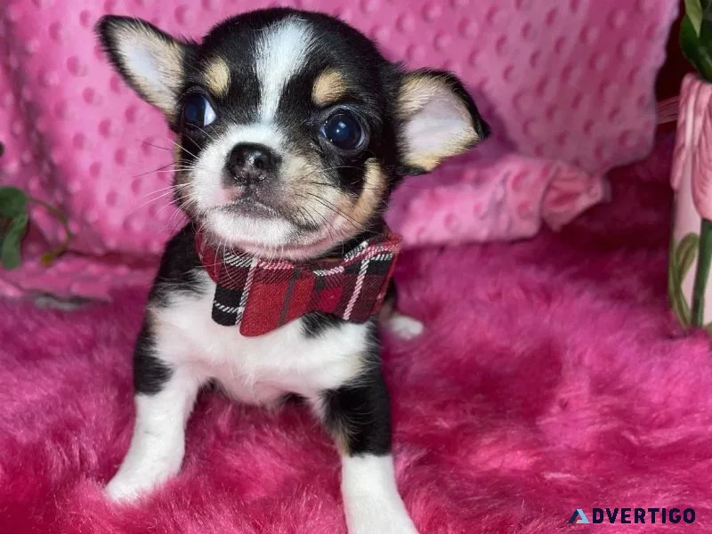 jrtjyy Chihuahua Puppies