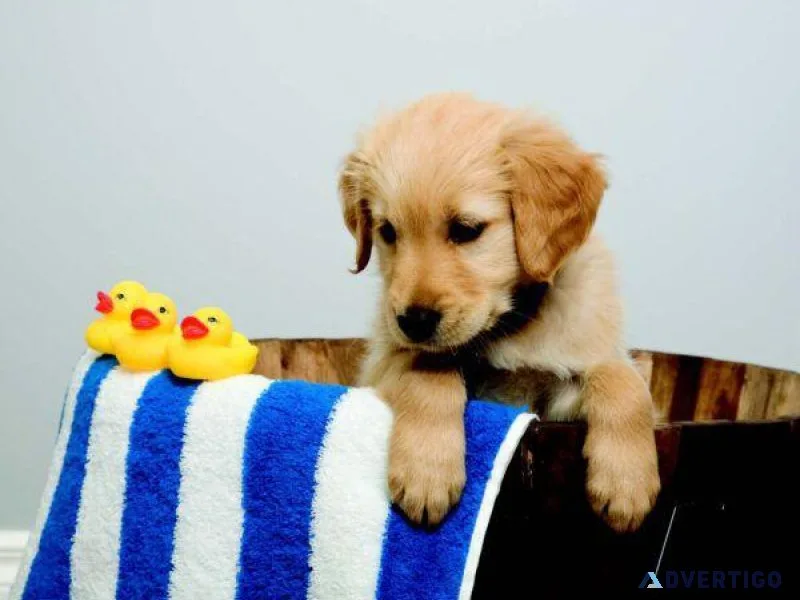 Top home raised Golden Retriever Puppies.