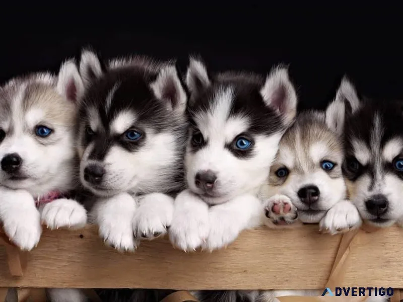 Pure-bred Siberian Husky puppies