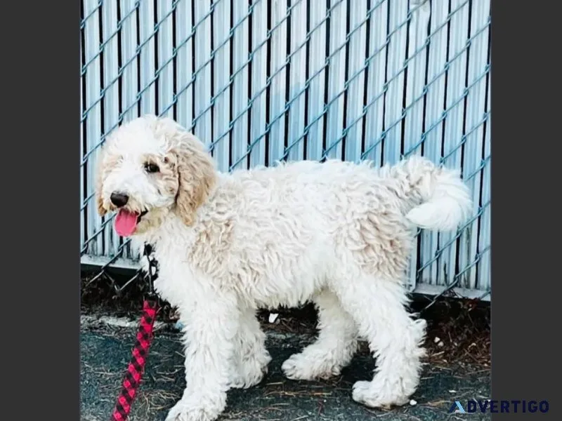 Male Labradoodle Puppy For Adoption