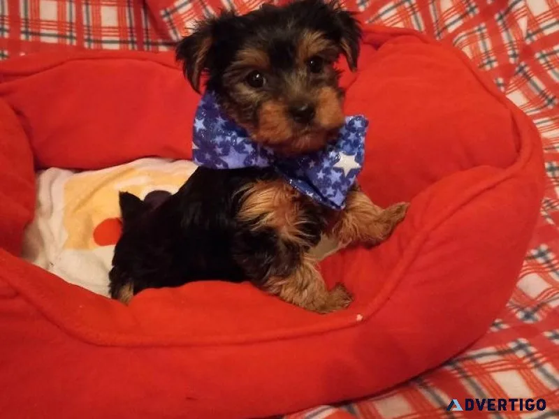 vsdg  Quality Yorkie puppies