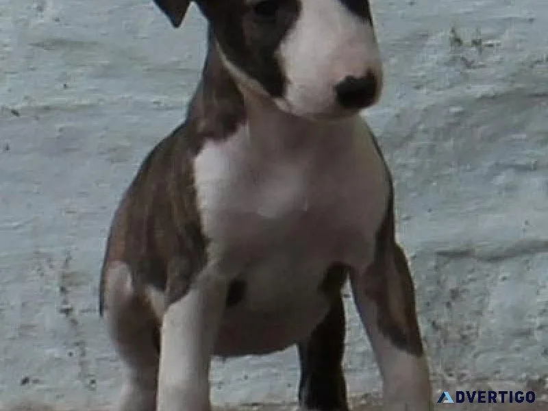 Healthy Miniature Bull Terrier puppies for sale.