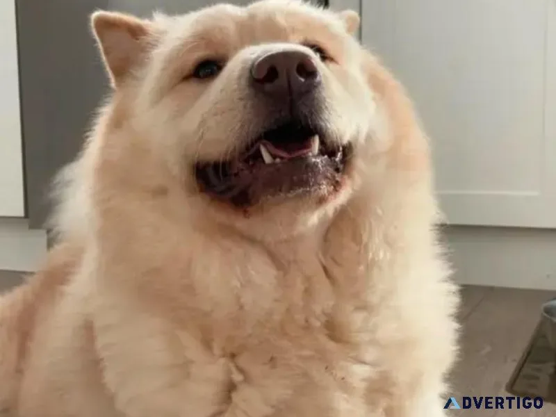 8 Months Old Female Chow Chow Puppy For Adoption