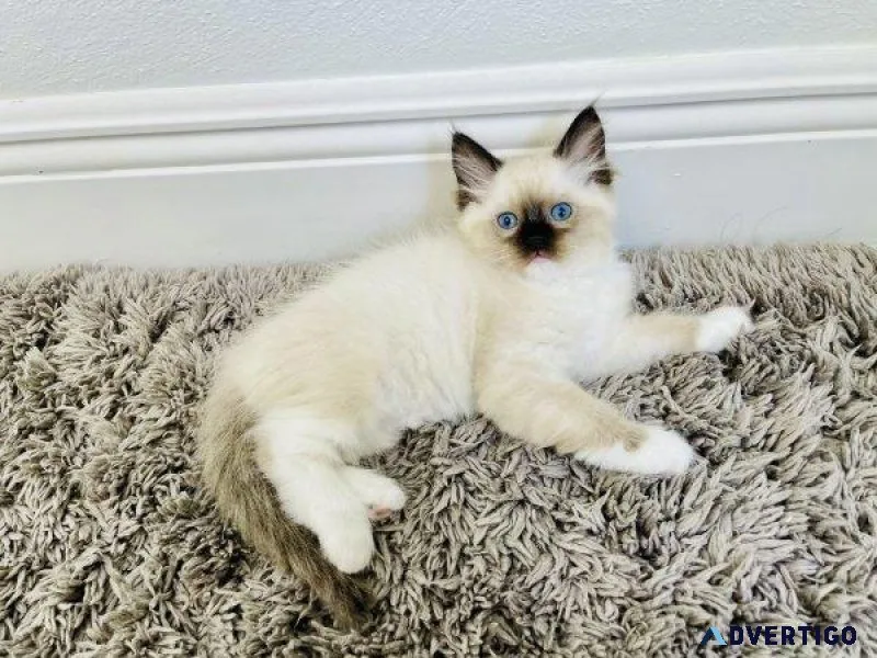 Female Seal Mitted Ragdoll Kitten