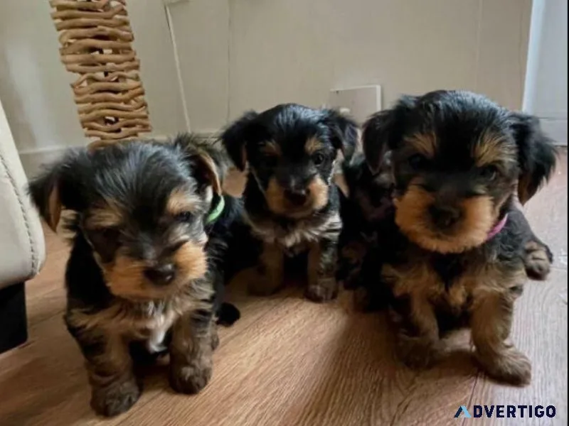 FREE PUPPIES