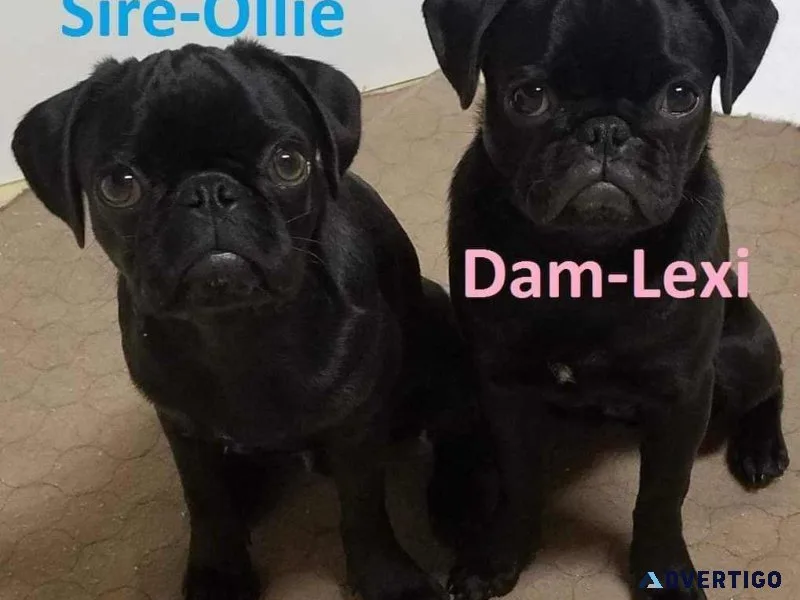 Black pugs puppy s