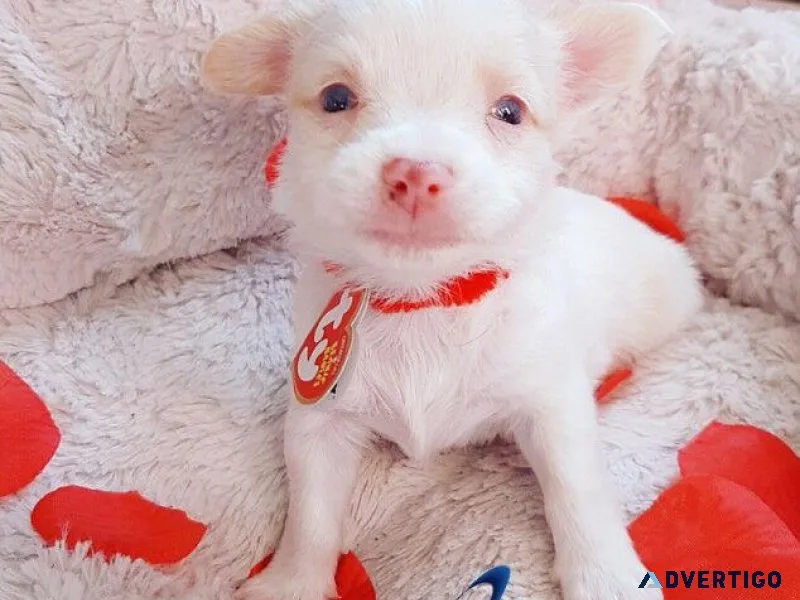 Tiny Healthy Happy Chihuahuas
