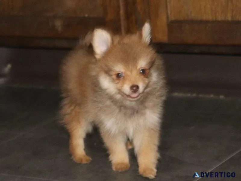 POMERANIAN PUPPIES