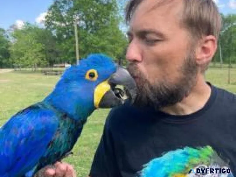Hyacinth macaw parrots for adoption