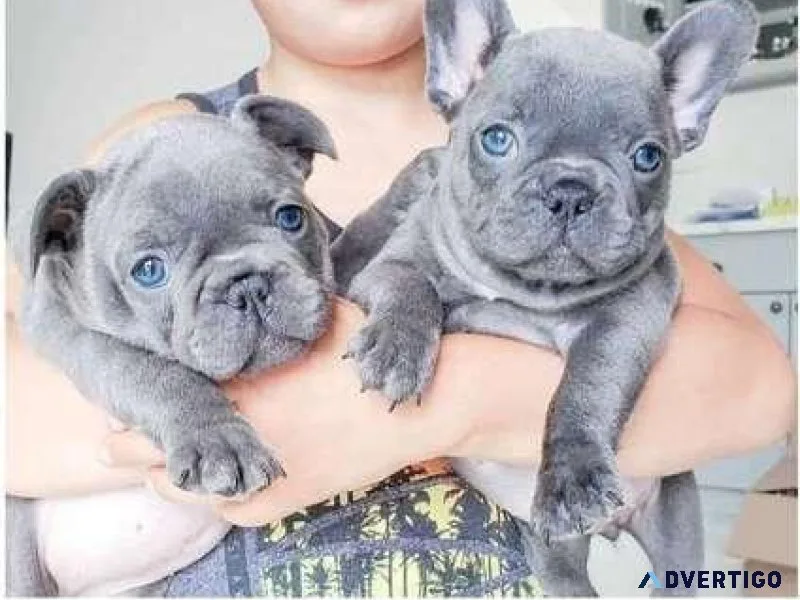 CC 3 french bulldog puppies available for Sale
