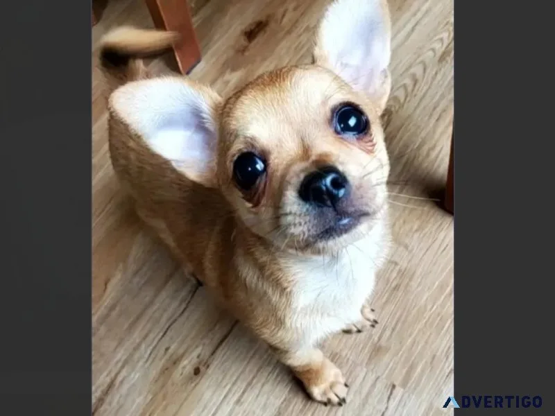 3 months old Male Chihuahua Pup For Adoption