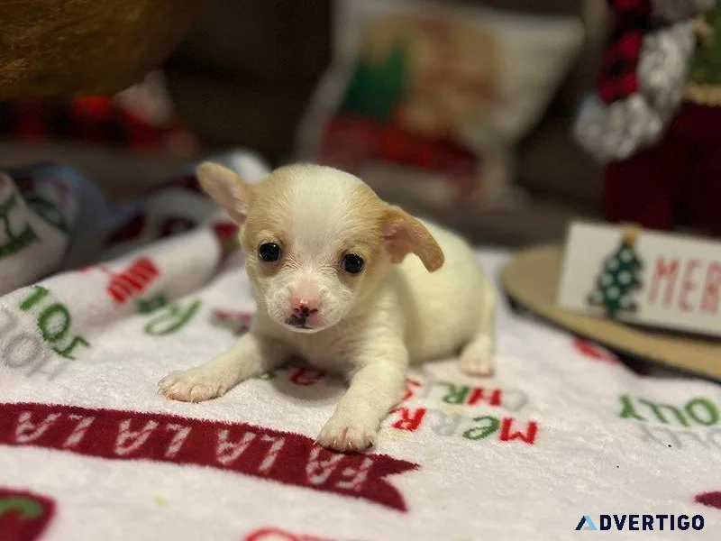 In time for Christmas Petite Long Hair Chihuahua Puppies