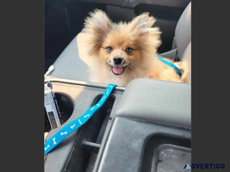 6 Months Sable Merle Male Full Pomeranian For Adoption