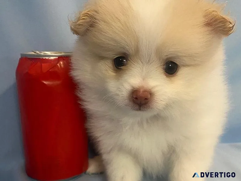 Canadian Kennel Club Registered Pomeranian puppies
