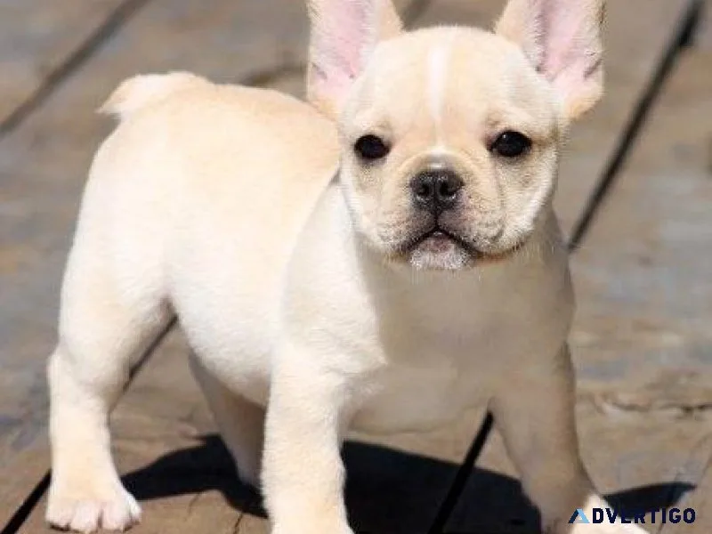 Healthy French Bulldog puppies