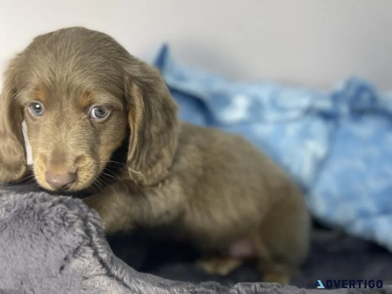 Cute Dachshund Puppy