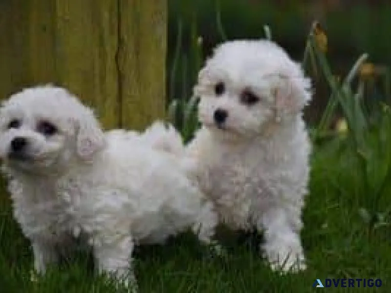 Stunning Bichon Friese Puppies