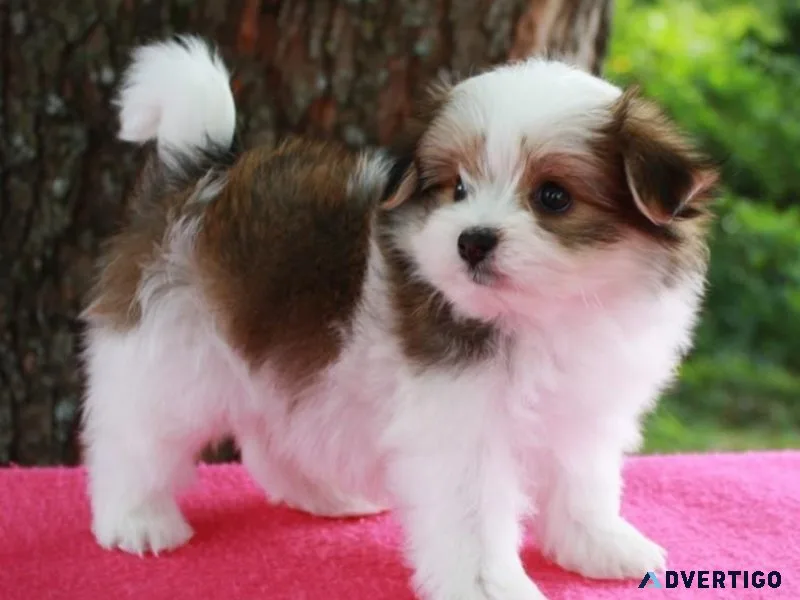 Pomatese Puppy For Sale