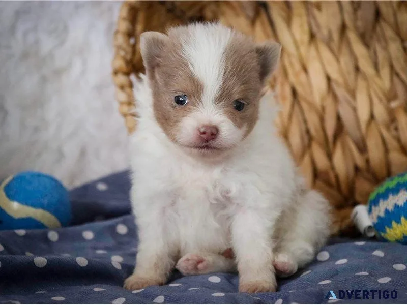TEENY TINY POMERANIAN