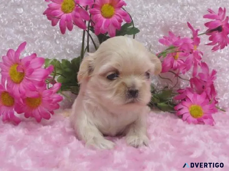 Pure shiz tzu puppy for sale