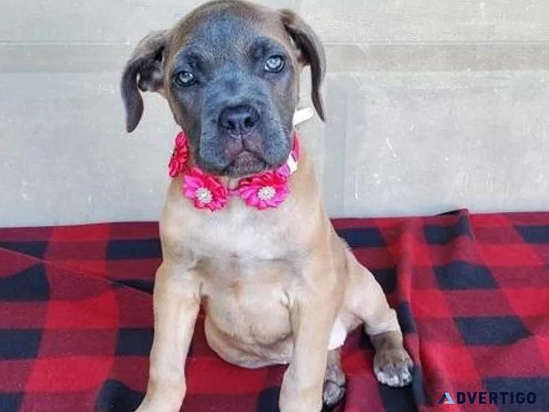 Healthy Cane Corso Puppies ready