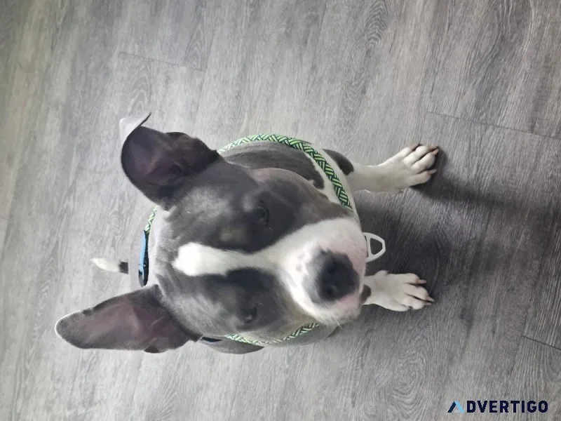 Rehoming 15 month old American Staff